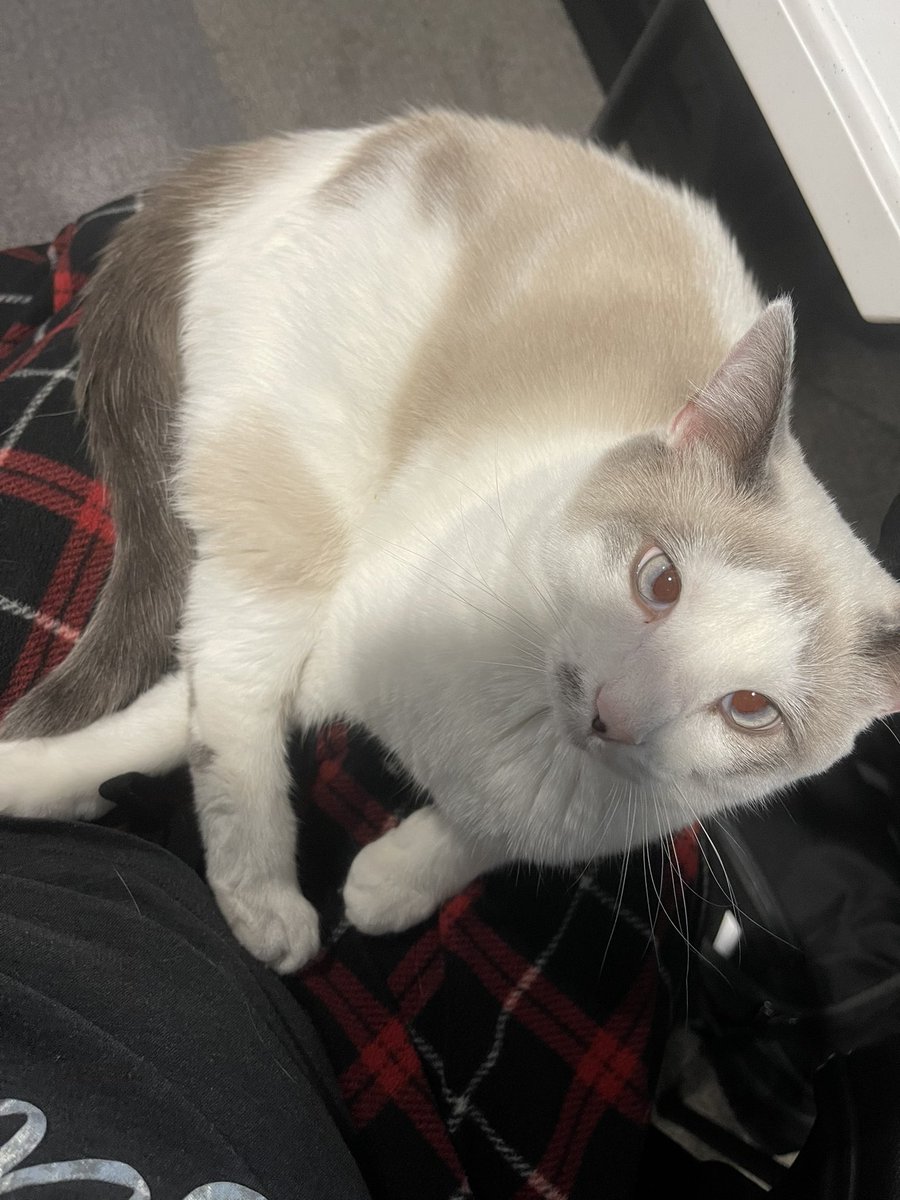 CodeBlueBunny's tweet photo. Gonna have to learn to take notes one handed with this baby sitting in my lap expecting lovin’ &amp; pettin’😻🥰 #grace #lapcat #studybuddy https://t.co/ANf7h2sVXU