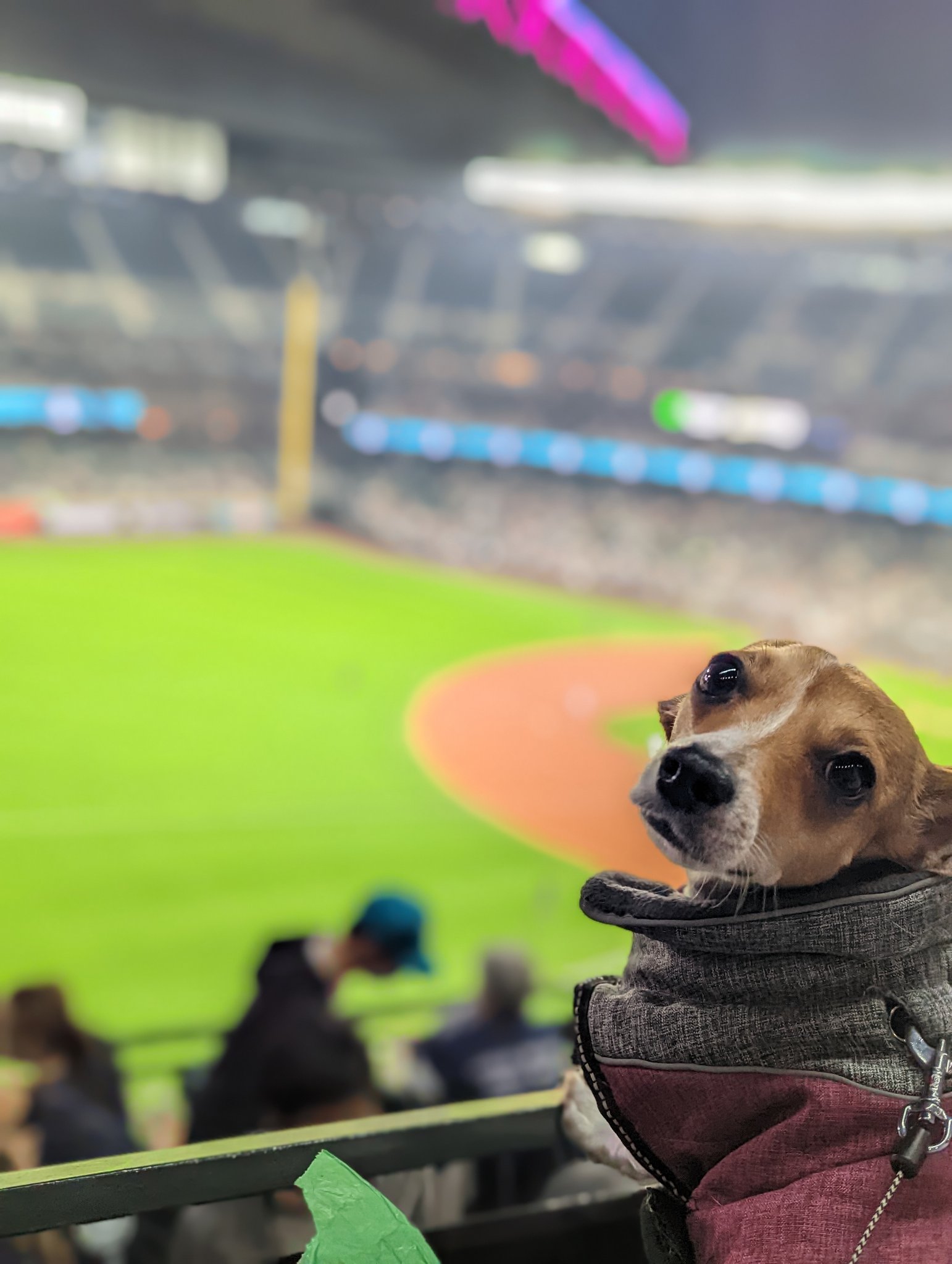Seattle Mariners on Twitter "RT jtayag Baby is loving Bark at the