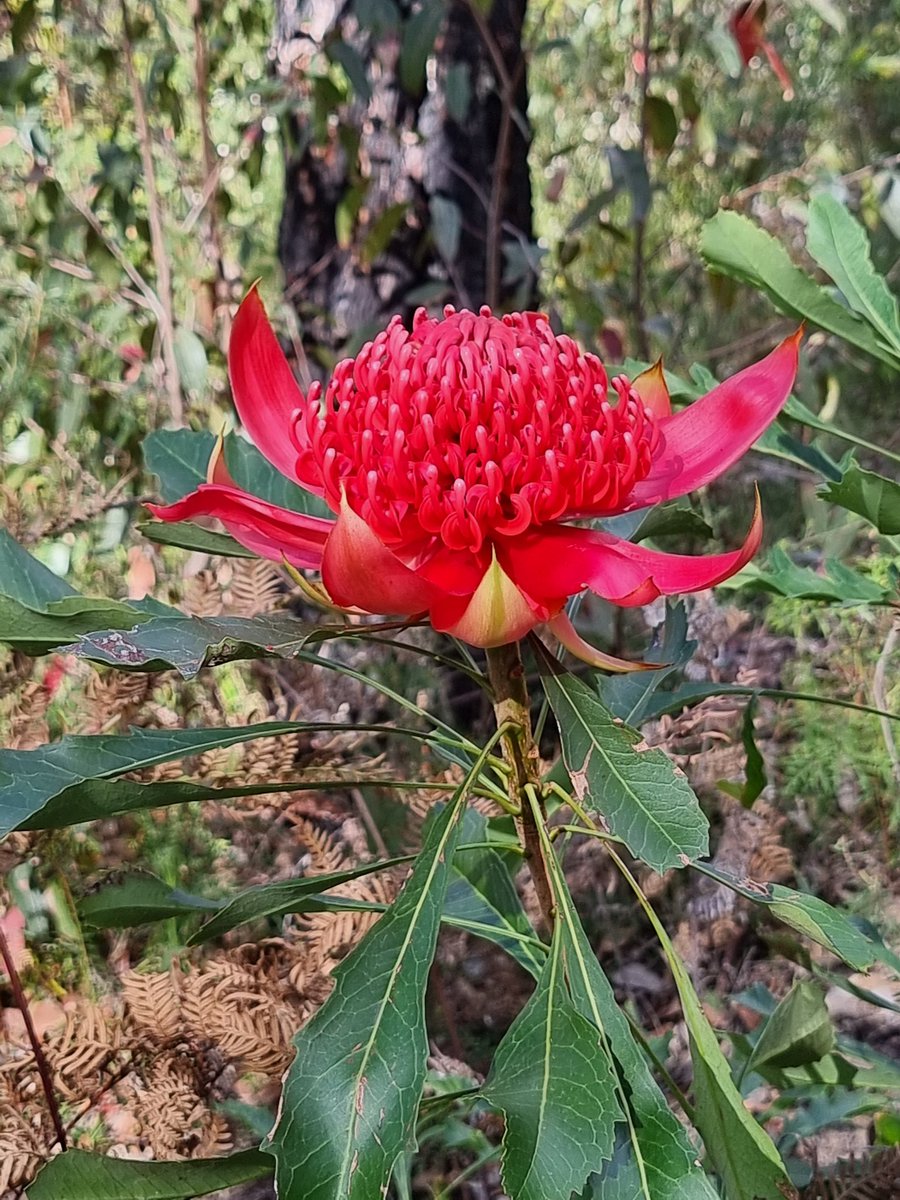 Aaron Greenville (@aarontheecolog) on Twitter photo Our office for the day. Blue Mountains Bushfire Recovery project. <a href="/EE_Spencer/">Emma Spencer</a> <a href="/ellyvlovestrees/">Elise Verhoeven</a> <a href="/Sydney_Science/">Sydney Science</a> Our office for the day. Blue Mountains Bushfire Recovery project. <a href="/EE_Spencer/">Emma Spencer</a> <a href="/ellyvlovestrees/">Elise Verhoeven</a> <a href="/Sydney_Science/">Sydney Science</a>