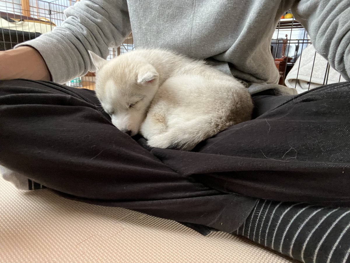 全日本きもちよさそうに眠るいぬ選手権 の参加犬さんたち Togetter