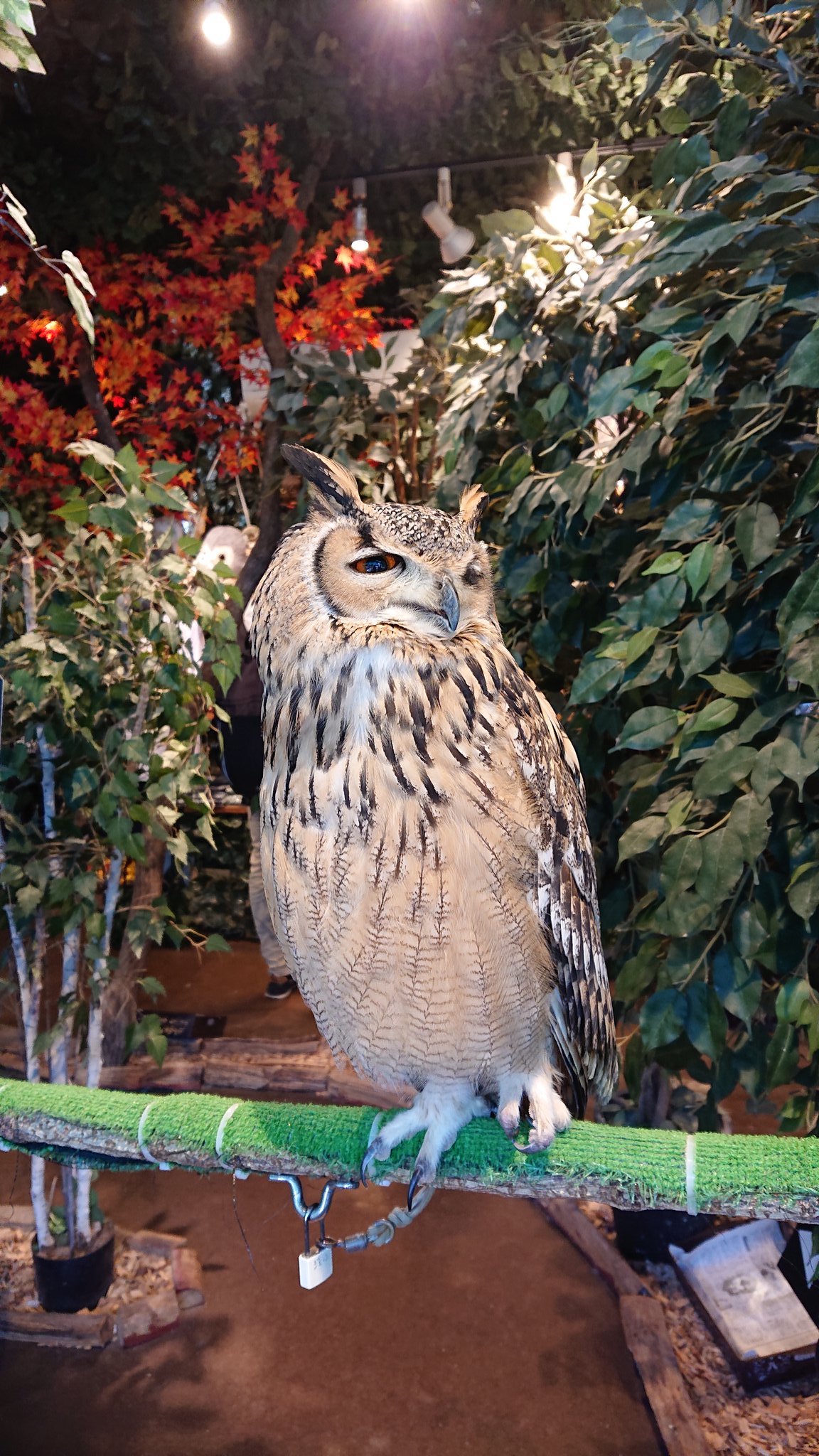 鎌倉乃フクロウの森 Kamakuraowl Twitter