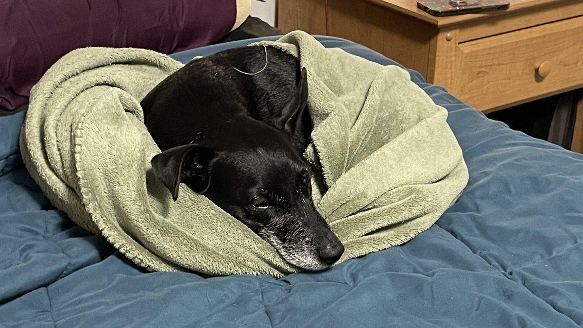 cascadecrisis's tweet photo. Your daily shot of Jack.
Here are two since I think I forgot yesterday.
#doggo #shotofjack https://t.co/srK3PYlK1Y