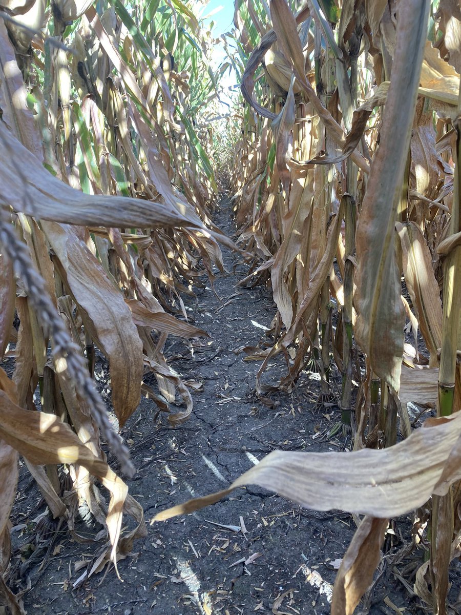 BayerCropProIL's tweet image. #Bayer go-to’s of #Capreno and #DegreeXtra still keeping this #Dekalb field spotless. Grower was exceptionally happy to see #bigyields and #cleanfields!! @Asgrow_DEKALB @BayerCropProUS #Bayer4IL