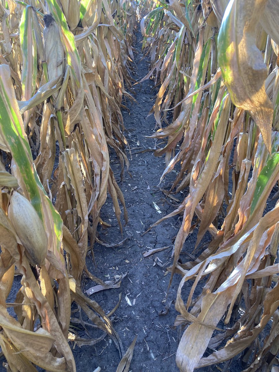 BayerCropProIL's tweet image. #Bayer go-to’s of #Capreno and #DegreeXtra still keeping this #Dekalb field spotless. Grower was exceptionally happy to see #bigyields and #cleanfields!! @Asgrow_DEKALB @BayerCropProUS #Bayer4IL