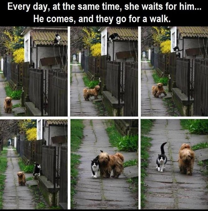 WholesomeMeme's tweet photo. https://t.co/aVzJ4HxUap