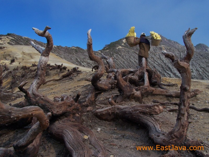 EastJavaTourism's tweet image. #IjenCrater - the biggest crater lake in #Java. The sulfur crater lake lies between a natural dams of deeply etched rock. Inside the crater the different color and size of stones are found. Indeed the crater of Ijen is beautiful garden of stone as well.