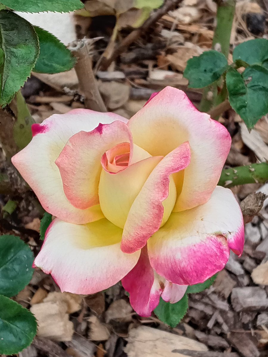 BarbShafferFunk's tweet photo. Not too late for #RoseWednesday 
#gardening #roses https://t.co/UQCANkJq5O