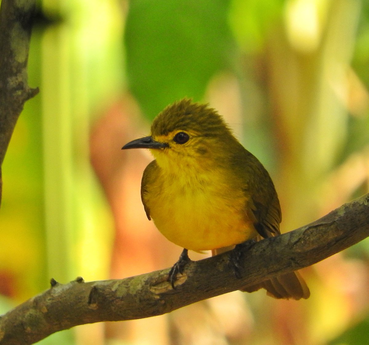 Yellow-browed #bulbuls do weird things to me. I feel a soft breeze that isn't there. I hear songs that haven't yet been sung. I see paintings on absent canvases. Then, I understand what Pablo Neruda meant by, 'I want to do to you what spring does to cherry trees.' #birds #Kerala