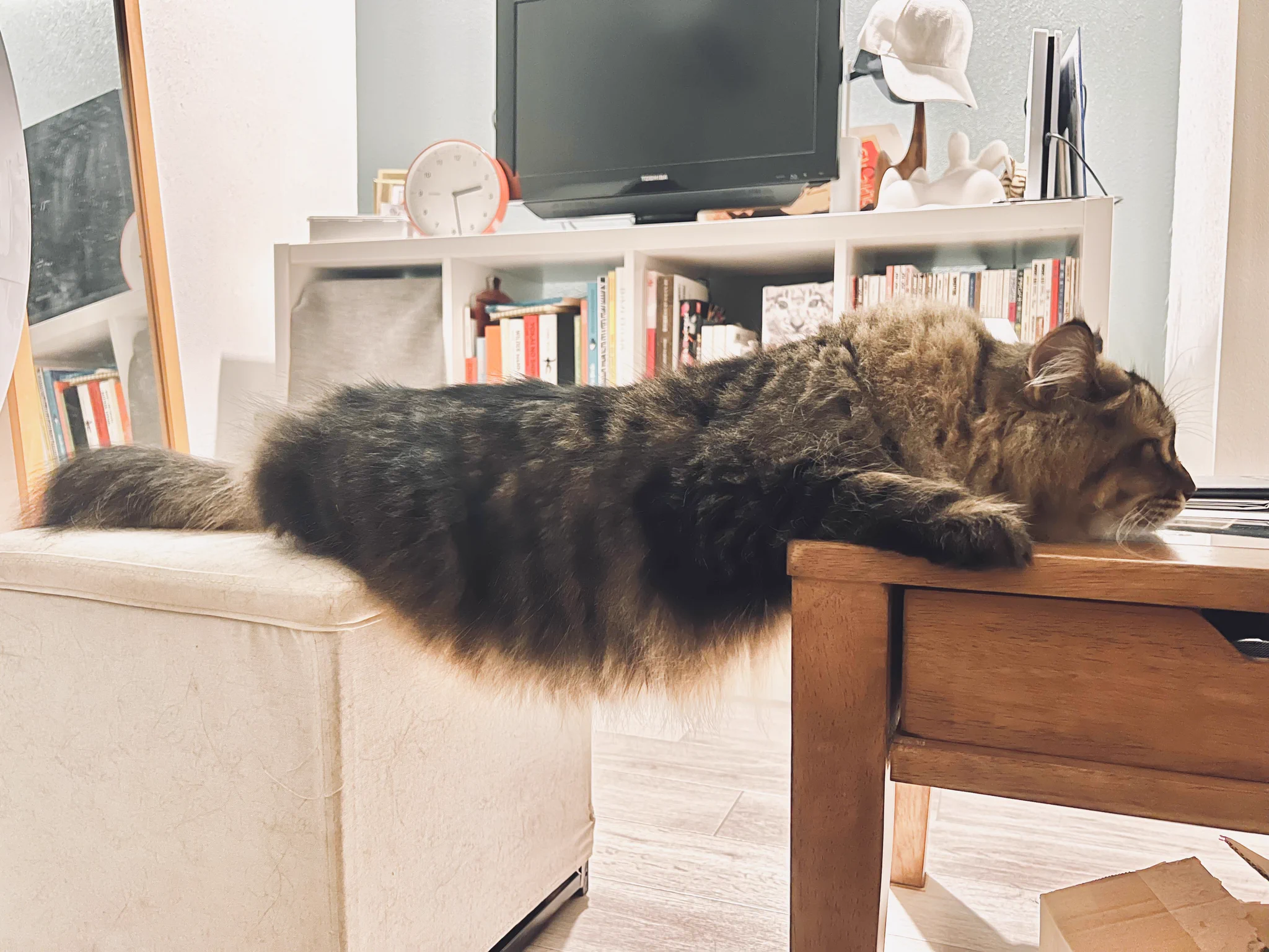 「これくらいならセーフにゃ？」机に乗ることを禁止されている猫、怒られない範囲を探るｗｗ