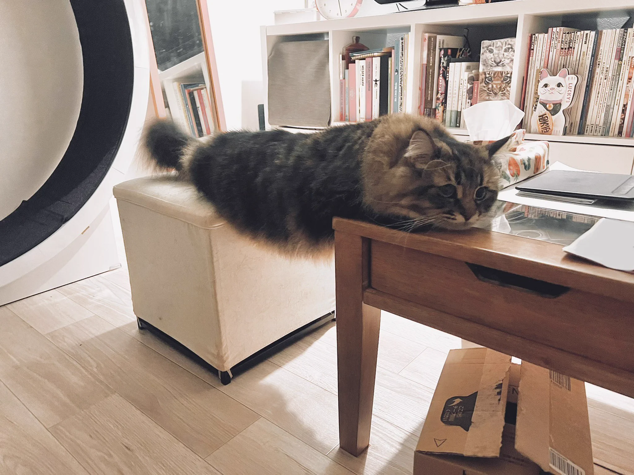 「これくらいならセーフにゃ？」机に乗ることを禁止されている猫、怒られない範囲を探るｗｗ