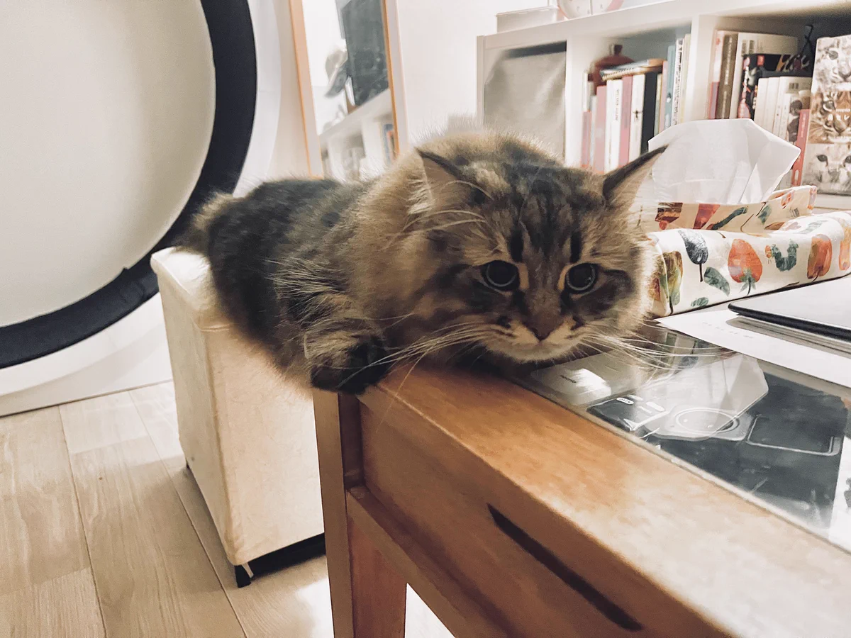 「これくらいならセーフにゃ？」机に乗ることを禁止されている猫、怒られない範囲を探るｗｗ