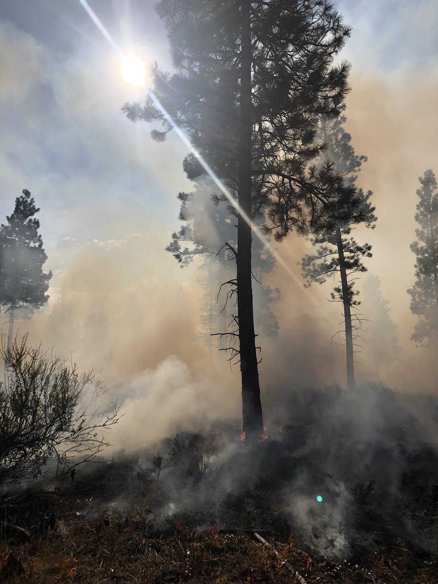 #goodfire on the ground for #wildfire risk reduction in Cranbrook, BC. Flashy fuels and an extended weather window make for optimal #prescribedfire conditions.