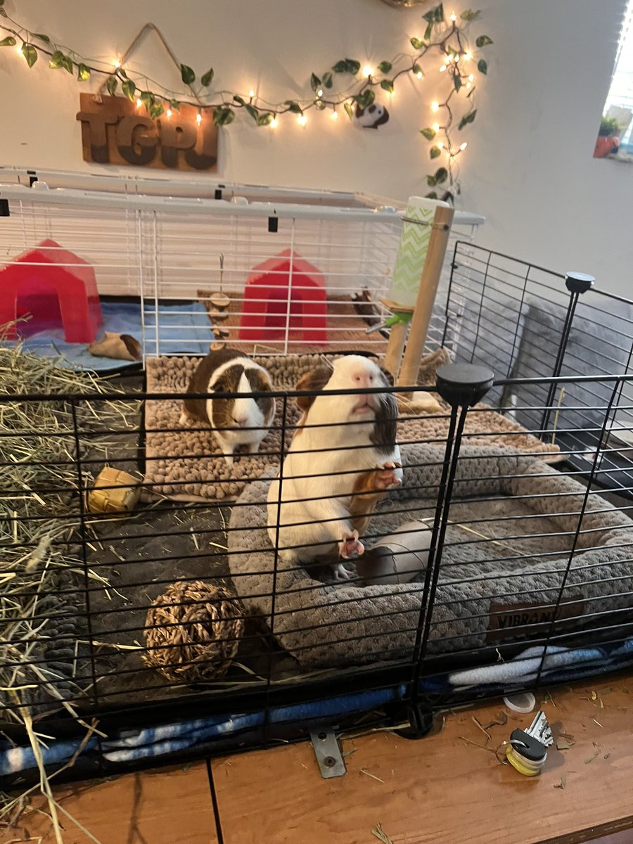 TheGuineapigjournal tweet media