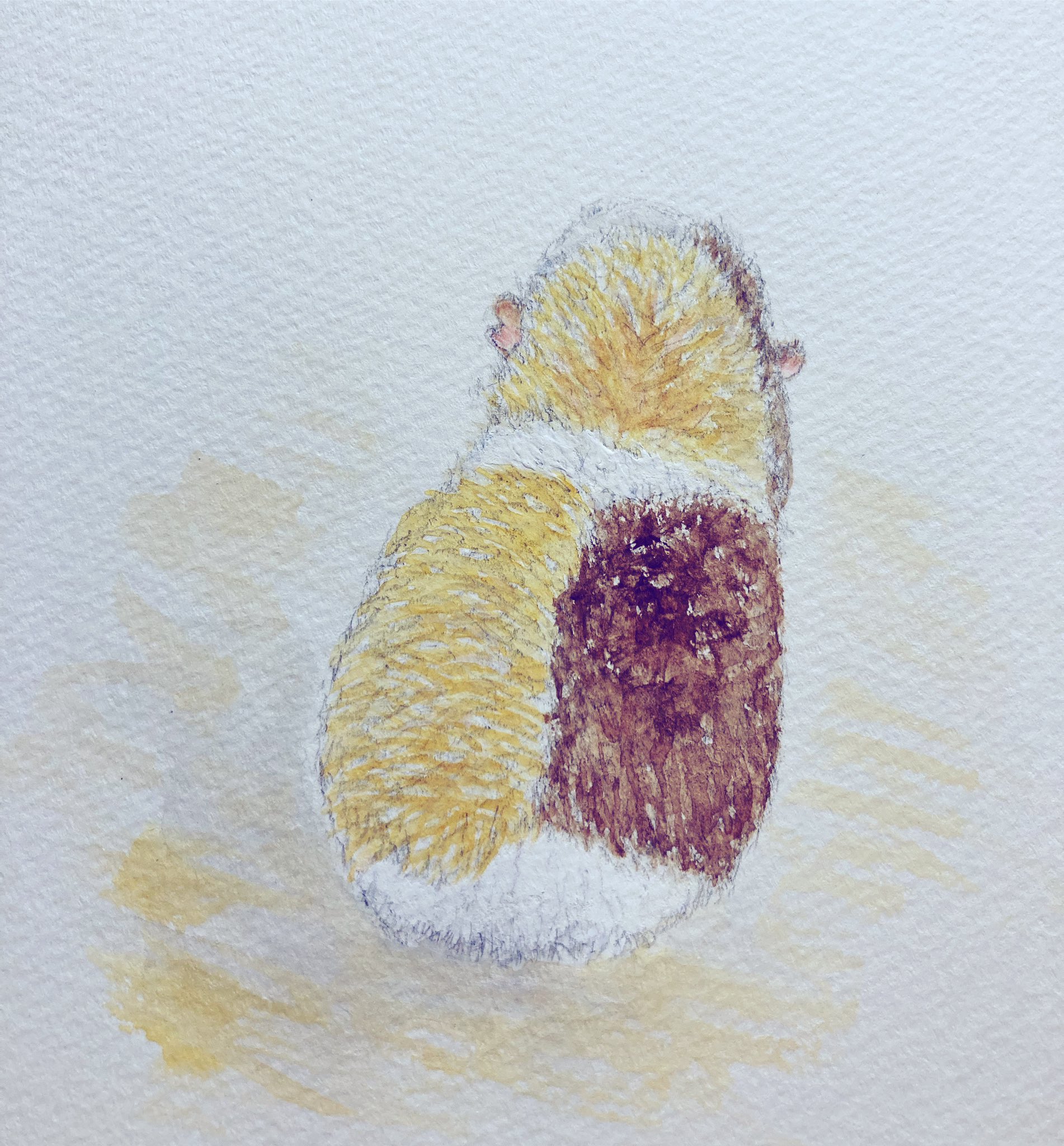 モルモットイラスト Twitter Search Twitter