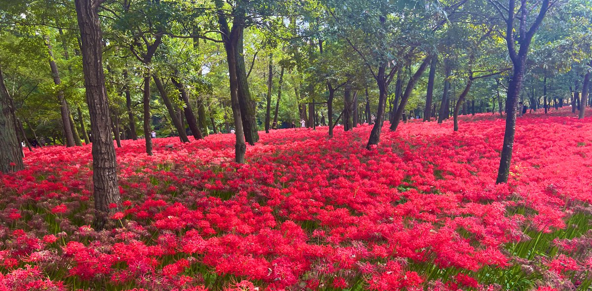 scenery field no humans nature outdoors flower flower field  illustration images