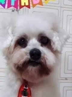 jrbalmant's tweet photo. 28/09/22
O dia que você me deixou. Depois de longos e ótimos 18 anos meu primeiro cachorro, meu primeiro amigo, meu primeiro irmão infelizmente faleceu. Como dizer apenas em palavras o quão importante vc foi e sempre vai ser pra mim? Você tava lá quando eu nasci, e esperou .....+ https://t.co/1MkMvbRxXm