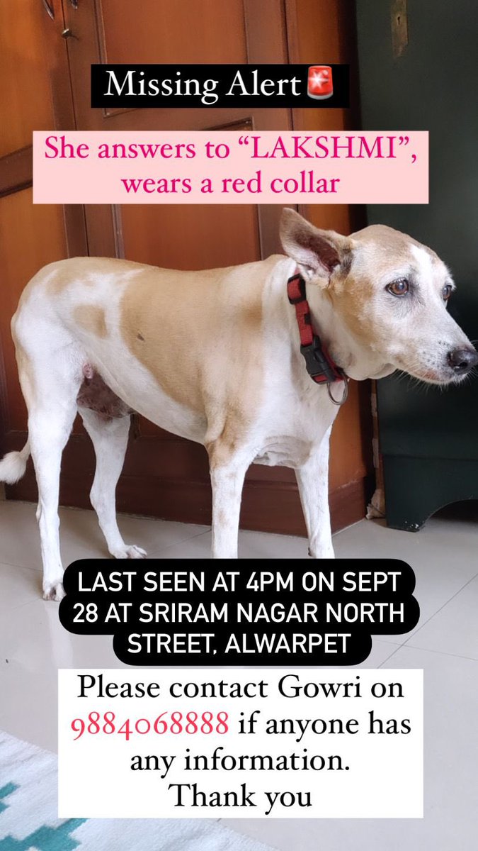 AnushaRaichur's tweet photo. Guy, help us find the queen of Alwarpet 🥺 Darling Lakshmi is missing, please RT! https://t.co/CHNURozUV9