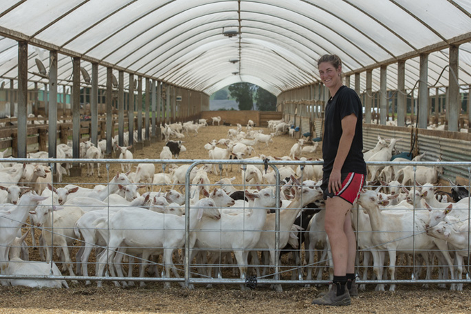 Agriculfuture's tweet image. If you are interested in goat farming, like and retweet.