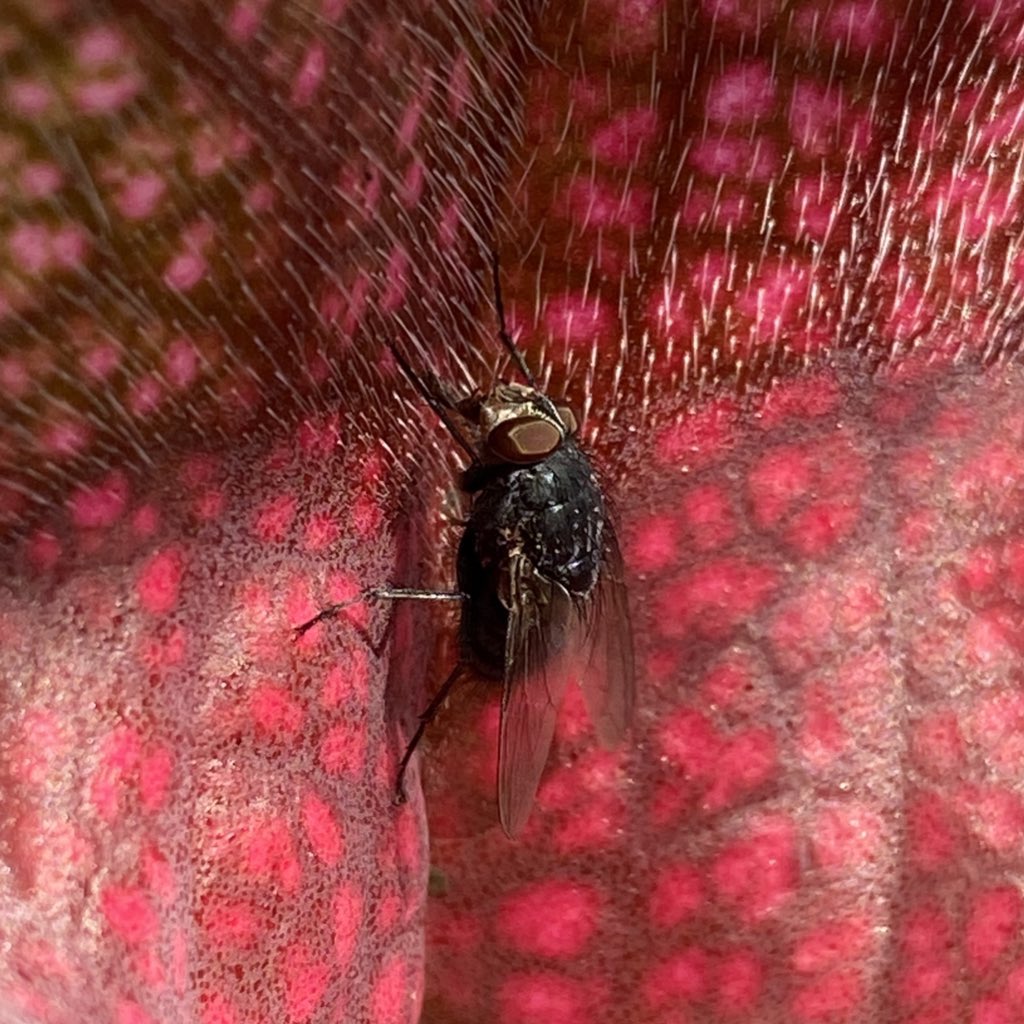 Sarracenia ‘cv Juthatip Soper’ and a fly <a href="/WWickedPlants/">Wacks Wicked Plants</a>