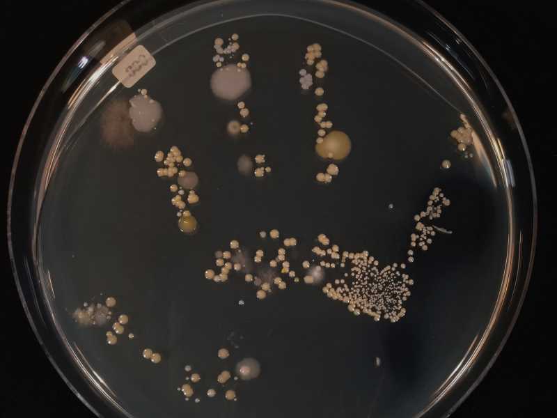 Institute of Aquatic Ecology, University of Girona (@iea_udg) on Twitter photo 🎆Recordeu! Demà a partir de les 17h a <a href="/casadeculturagi/">Casa Cultura Girona</a> la gran festa de la recerca!
🦠Us convidem al taller que ofereix el <a href="/GemmLab_UdG/">gEMM Lab UdG</a> i <a href="/im/">IM</a>: "Els microorganismes que ens envolten".
#NitRecerCat22 #Girona #UdG
<a href="/univgirona/">Universitat de Girona</a> <a href="/ACCC_/">Associació Catalana de Comunicació Científica</a> <a href="/Girona7ciencia/">Girona set de ciència #GironaCiència</a>
udg.edu/ca/instituts/e… 🎆Recordeu! Demà a partir de les 17h a <a href="/casadeculturagi/">Casa Cultura Girona</a> la gran festa de la recerca!
🦠Us convidem al taller que ofereix el <a href="/GemmLab_UdG/">gEMM Lab UdG</a> i <a href="/im/">IM</a>: "Els microorganismes que ens envolten".
#NitRecerCat22 #Girona #UdG
<a href="/univgirona/">Universitat de Girona</a> <a href="/ACCC_/">Associació Catalana de Comunicació Científica</a> <a href="/Girona7ciencia/">Girona set de ciència #GironaCiència</a>
udg.edu/ca/instituts/e…