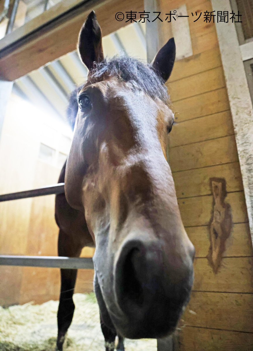 ディープインラヴの青葉賞の時もこの角度の可愛い写真がありましたが、どうやって撮ってるんだろう?ただ下から撮ってもならなのですよねー🤔