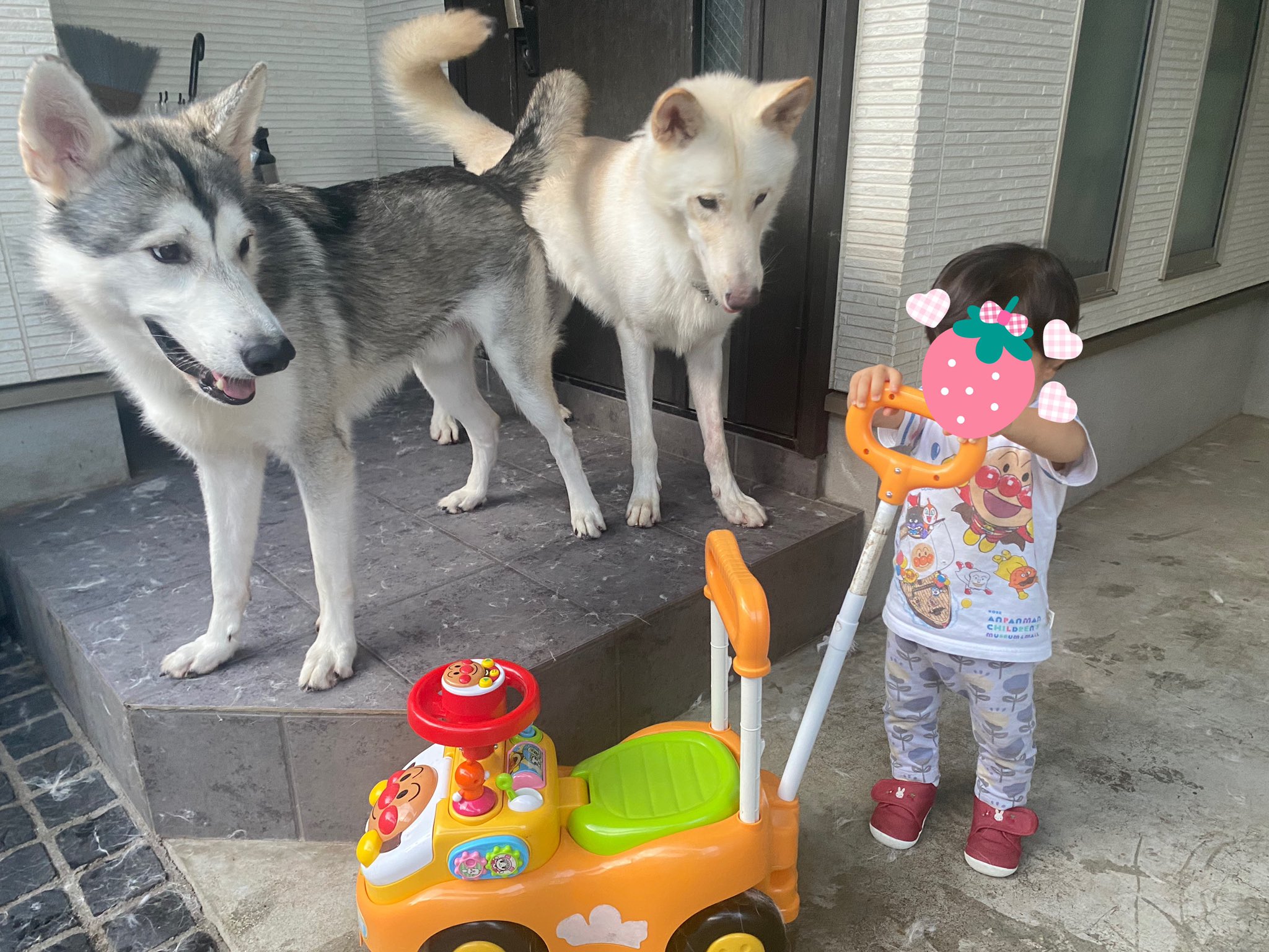 ウルフドッグ ソラ ナツ Wolfdog So Na Twitter