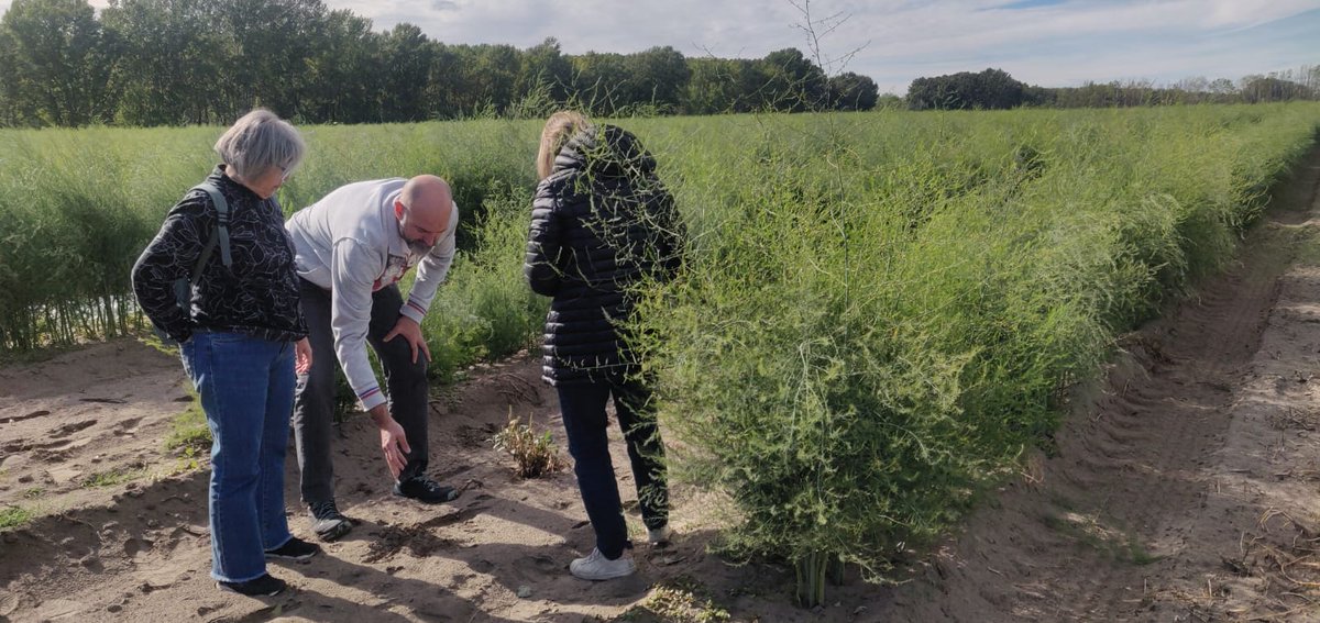 diverfarming's tweet photo. We say goodbye to this #DiverfarmingFinalMeeting 😢 with a visit to the case study where we tested crop diversification in a field of Hungarian asparagus🌿🌿🌿

Soon we share our main results🌳🌿💚 https://t.co/tgry4QMJ57