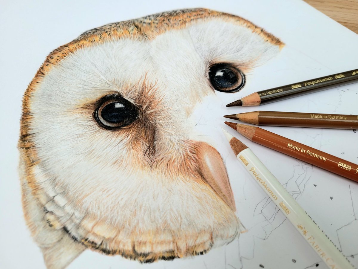 It feels so good to be back drawing again and see my Barn Owl start to come to life 
#fabercastellpolychromospencils #artist #barnowlart #barnowl #wildlifeart #drawing