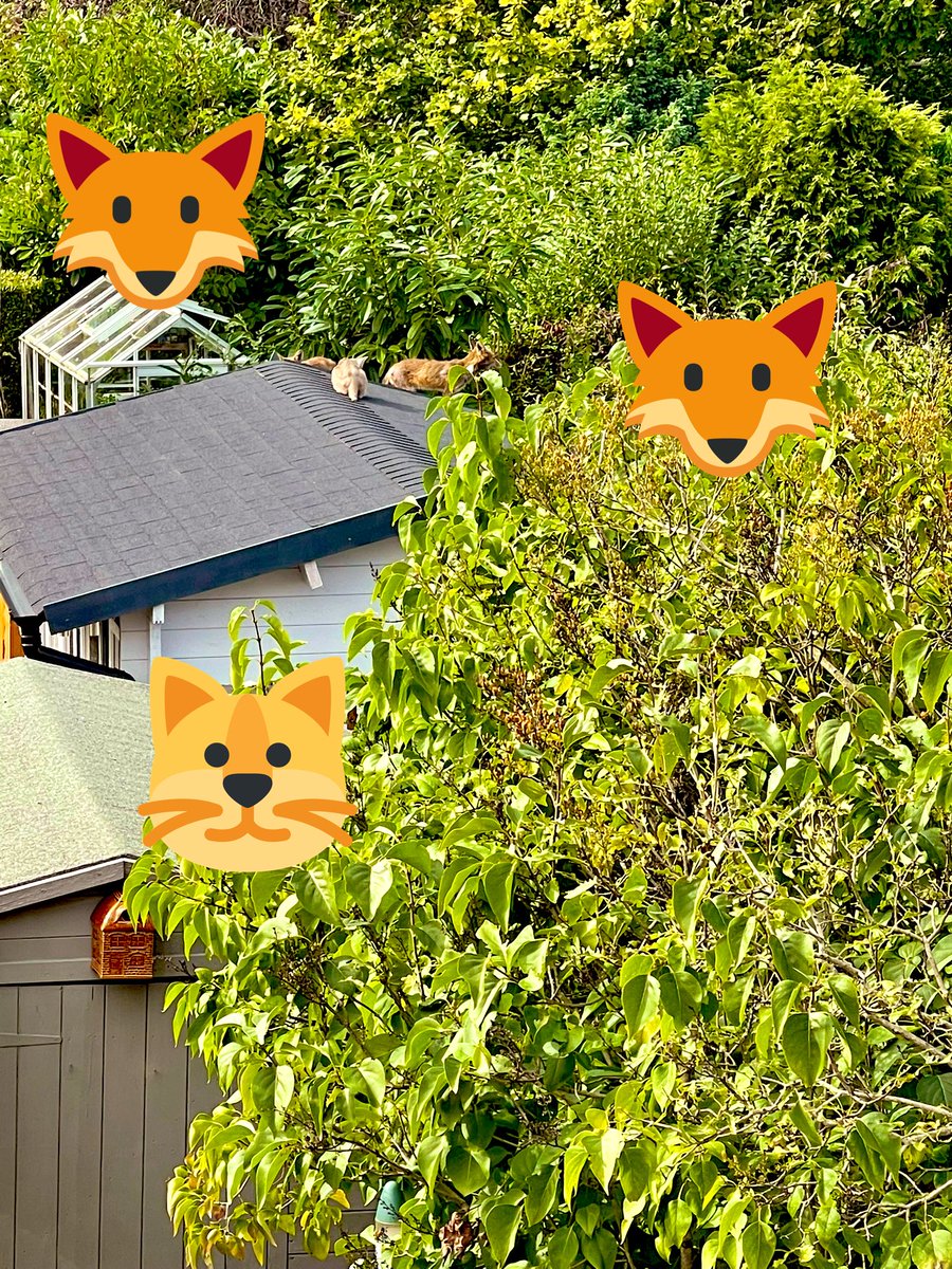 Emblyn3's tweet image. Hanging out with mine furriends 🦊🦊🐱 #CatsOfTwitter nothing to worry about mum! (🤯)