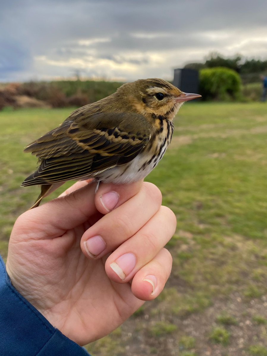Another visitor from the East! For the second day in a row, the obs garden is full of robins and goldcrests. But this morning we caught our first ever Olive-backed pipit! #ottenby #migration #birdbanding  #birdringing #pipit #anthus