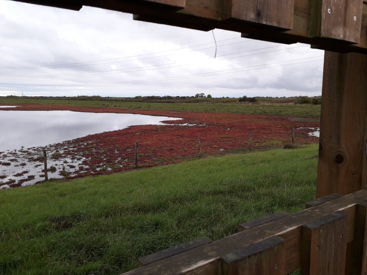 Autumn colours creeping into Otterhampton marsh as the samphire turns deep red.
#WetlandsCan! ... lift the mood, always a new colour to see and a new sound to hear.