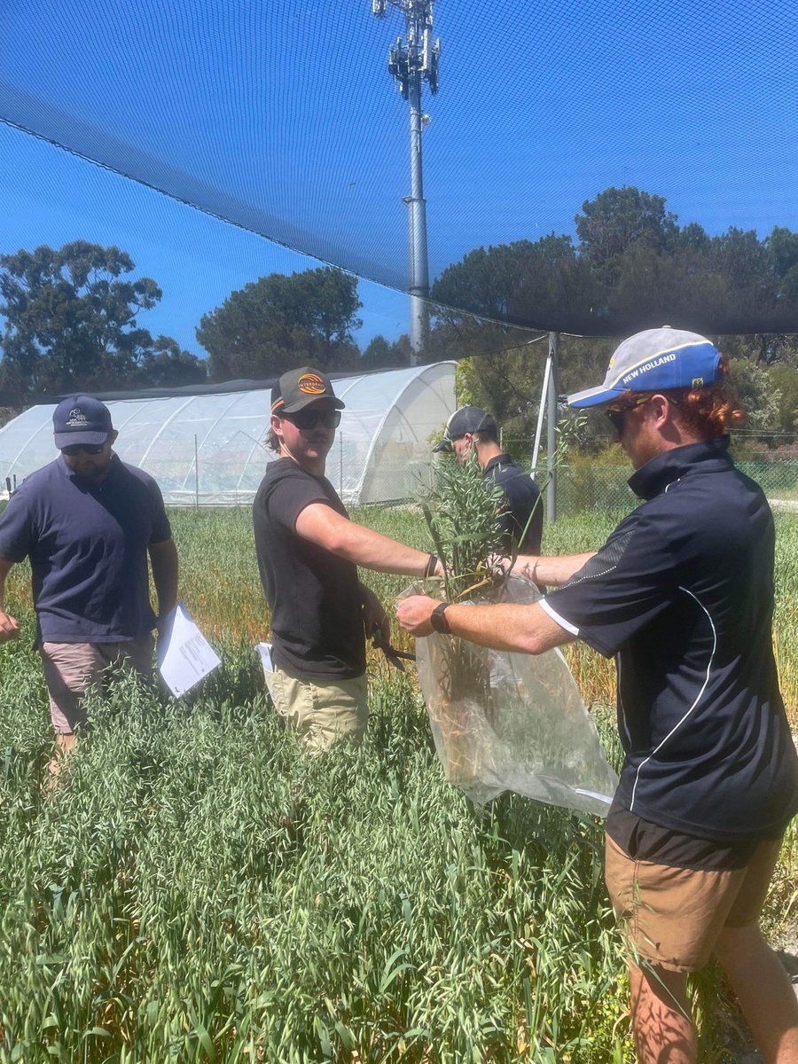 Hennie Botha (@henniebotha130) on Twitter photo Final week of measurements for our oats biomass trial. We harvested biomass samples today which will be dried and weighed. There seemed to be a difference across each nitrogen treatment, variety and biomass. <a href="/Bec_Swift_/">Bec Swift</a> <a href="/SJB_Ag/">Sarita Bennett</a> <a href="/JoelTheGinger/">Joel Kelly</a> <a href="/AHagboom/">Ashton Hagboom</a> <a href="/AJenko12/">Andrew Jenkinson</a> <a href="/DarcyCobley/">Darcy Cobley</a> Final week of measurements for our oats biomass trial. We harvested biomass samples today which will be dried and weighed. There seemed to be a difference across each nitrogen treatment, variety and biomass. <a href="/Bec_Swift_/">Bec Swift</a> <a href="/SJB_Ag/">Sarita Bennett</a> <a href="/JoelTheGinger/">Joel Kelly</a> <a href="/AHagboom/">Ashton Hagboom</a> <a href="/AJenko12/">Andrew Jenkinson</a> <a href="/DarcyCobley/">Darcy Cobley</a>