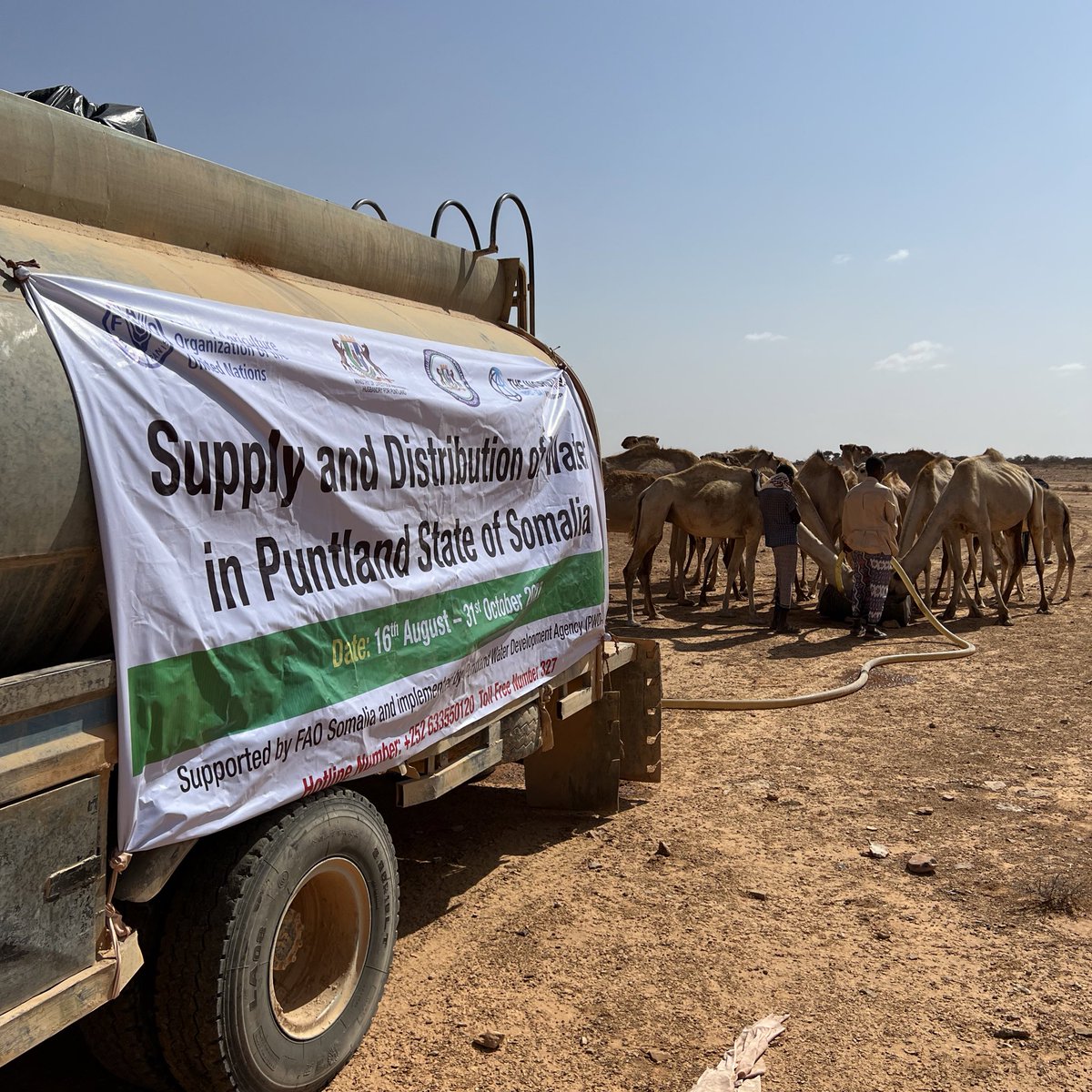 FAOSomalia's tweet photo. FAO is bringing much needed water to pastoral communities in #Puntland, helping families &amp; livestock to endure the extreme drought. 

After four failed rainy seasons, this support with funds from @WorldBank is more important than ever to save lives and livelihoods in #Somalia. https://t.co/PFTGk4XfMu