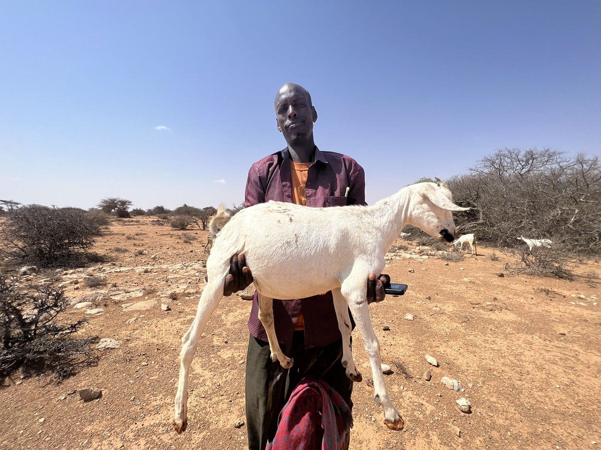 FAOSomalia's tweet photo. FAO is bringing much needed water to pastoral communities in #Puntland, helping families &amp; livestock to endure the extreme drought. 

After four failed rainy seasons, this support with funds from @WorldBank is more important than ever to save lives and livelihoods in #Somalia. https://t.co/PFTGk4XfMu