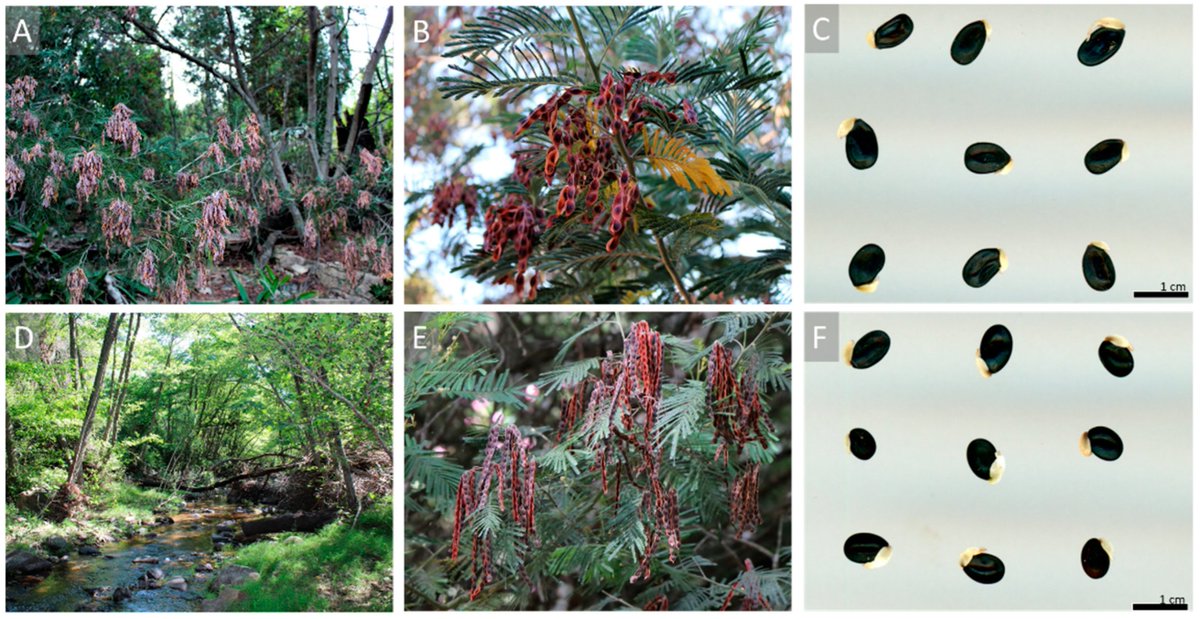 Sus_MDPI's tweet photo. #SUSEditorialChoice

Seed Germination Ecophysiology of Acacia dealbata Link and Acacia mearnsii De Wild.: Two Invasive Species in the Mediterranean Basin

by Ludovica Dessì, et al.

https://t.co/rENMtrnk9D

#germinationcapacity #invasivealienspecies #exotictrees https://t.co/cethkadkoC