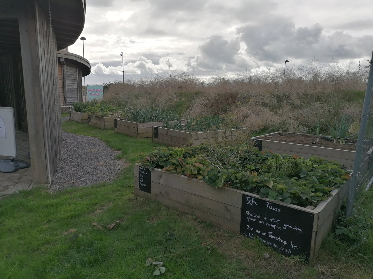 SwanseaSWell's tweet image. Brilliant lunchtime session gardening yesterday Swansea University Bay Campus 
Come and join us next week on Singleton Campus (Tuesday&apos;s 1pm - 1:30pm) or Bay Campus (Wednesday&apos;s 12pm - 1pm).
#Oracle2 #growyourown #beginnersguide
🎉💚🥦
