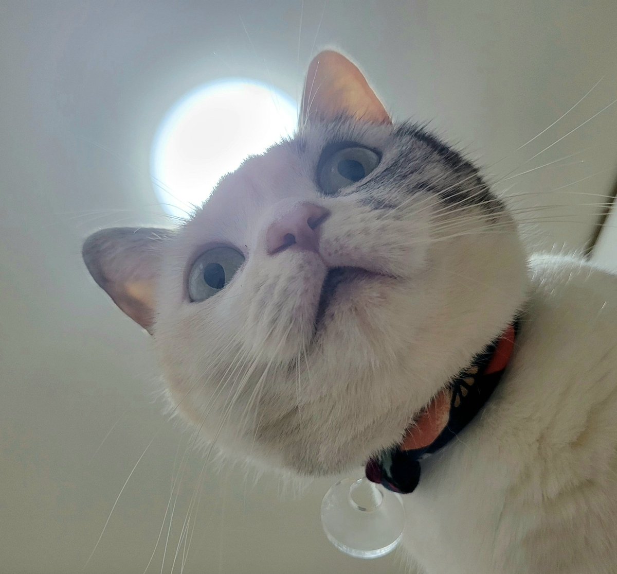 siitaro421's tweet photo. ご飯まで、あと10分
#ニャ #猫好きさんと繋がりたい https://t.co/e3o1PFUYT2