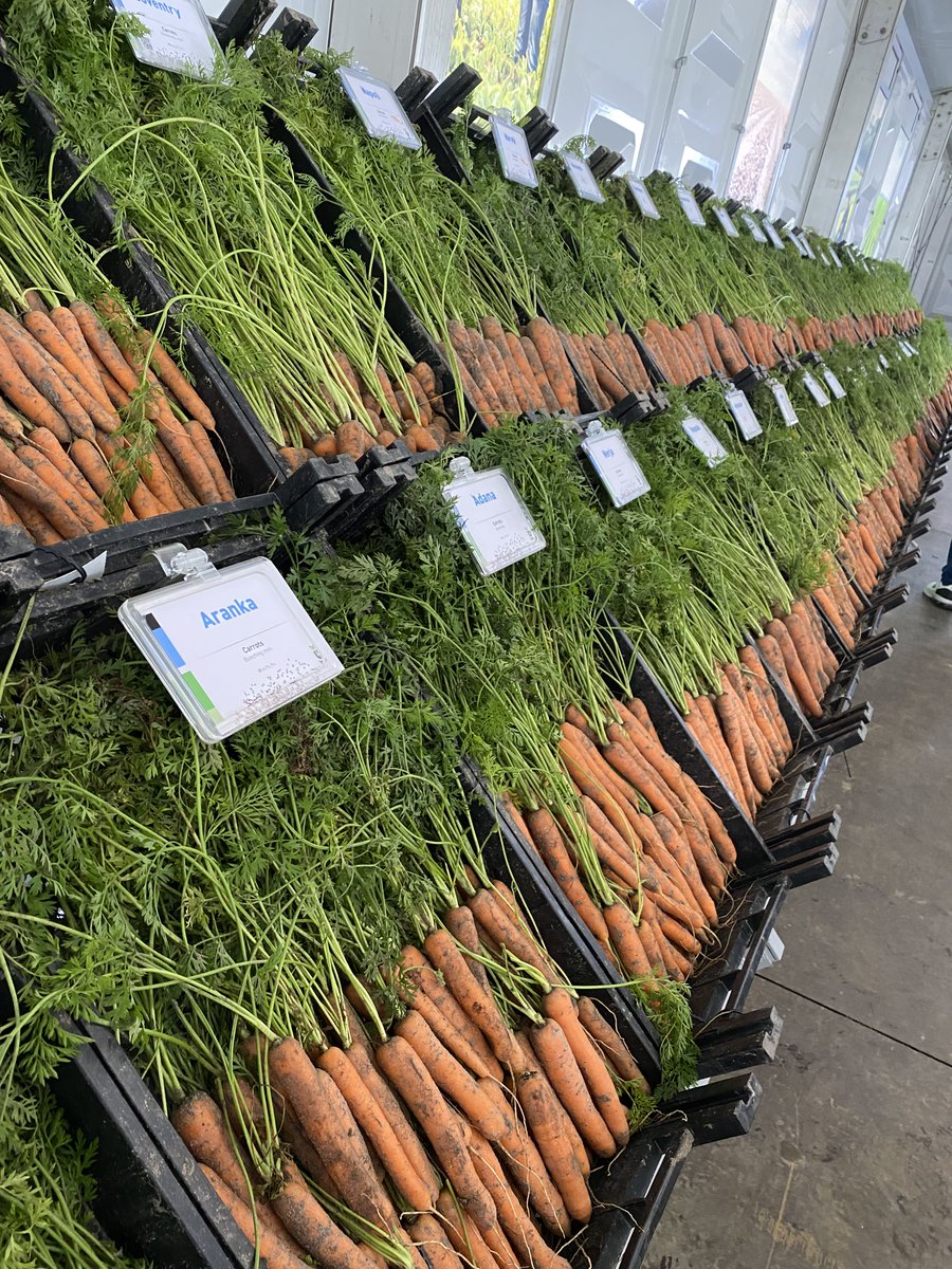 PeenNederland's tweet photo. Week 39! Diverse veredelaars zijn deze week 'open' voor een bezoek. Onze proeven en innovaties laten nog even op zicht wachten. Tot ziens in 2023.
#peen #peentelen #bpeen https://t.co/jrKObzC37t