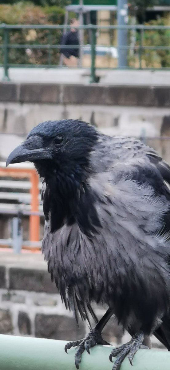 city_crows's tweet photo. Today's Good Morning #crow
is Raskachl, a former #GameOfCrows superstar.
Haven't seen her for a couple of months but now she shows up again at the Vienna River. https://t.co/o4jt3agkiZ