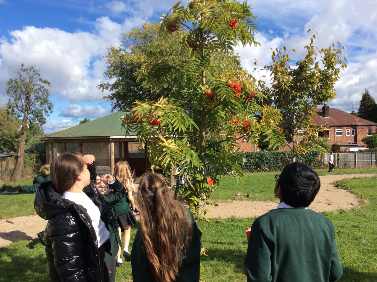 Year 6 had a brilliant afternoon yesterday exploring the classification of plants. We were able to identify a range of non-vascular and vascular plants on our playground and in the outdoor learning area. 🌱🌳🌿🔍 <a href="/BedfordScience1/">Bedford Drive Science</a> <a href="/ScienceBedford/">Bedford Science</a>