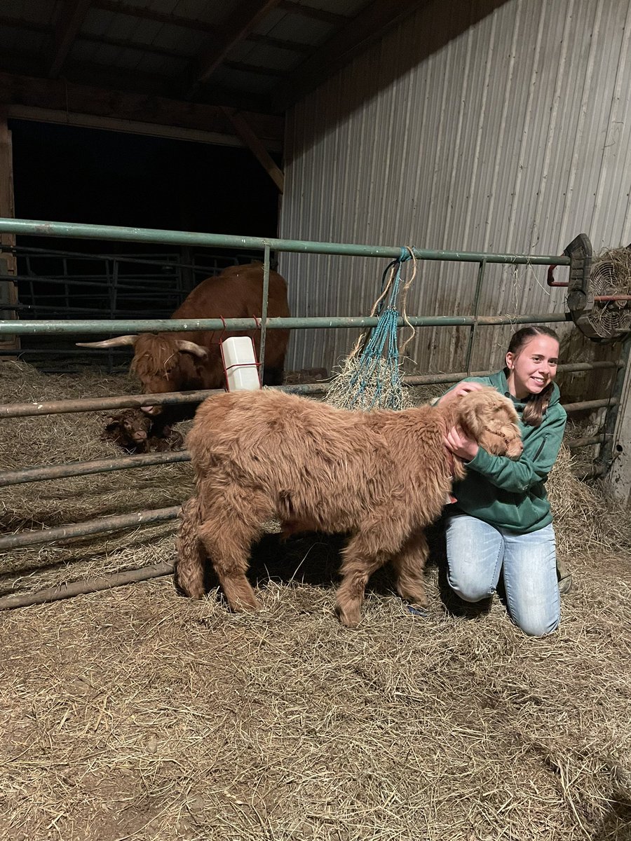 #HighlandCattle available for sale highlandcattleusa.org/viewarticle.as…