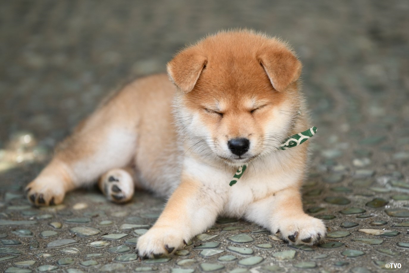 【3日以内】まめ♡ページ 豆助 -Mamesuke- 公式 on X: 