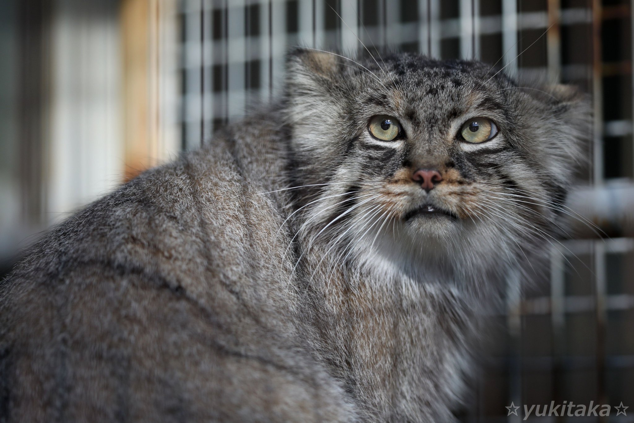 ユキたか on Twitter 