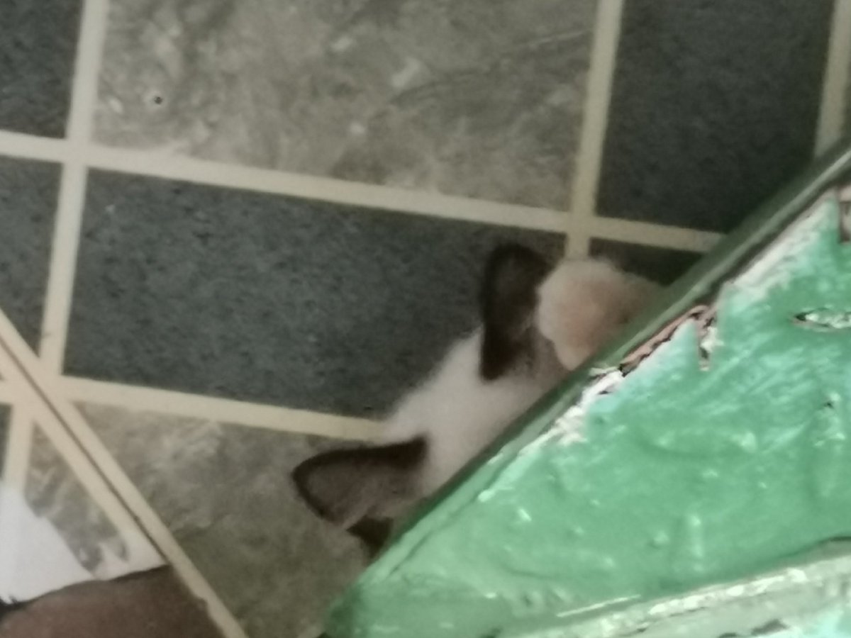 erxnflm's tweet photo. she's hiding https://t.co/3RTejO9d4n