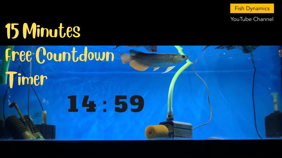 Fish_Dynamics's tweet image. Free Timer Series (15 Minutes)

youtube.com/c/FishDynamics

#arowana #arwana #monsterfishkeeper #pomodoro #aquarium