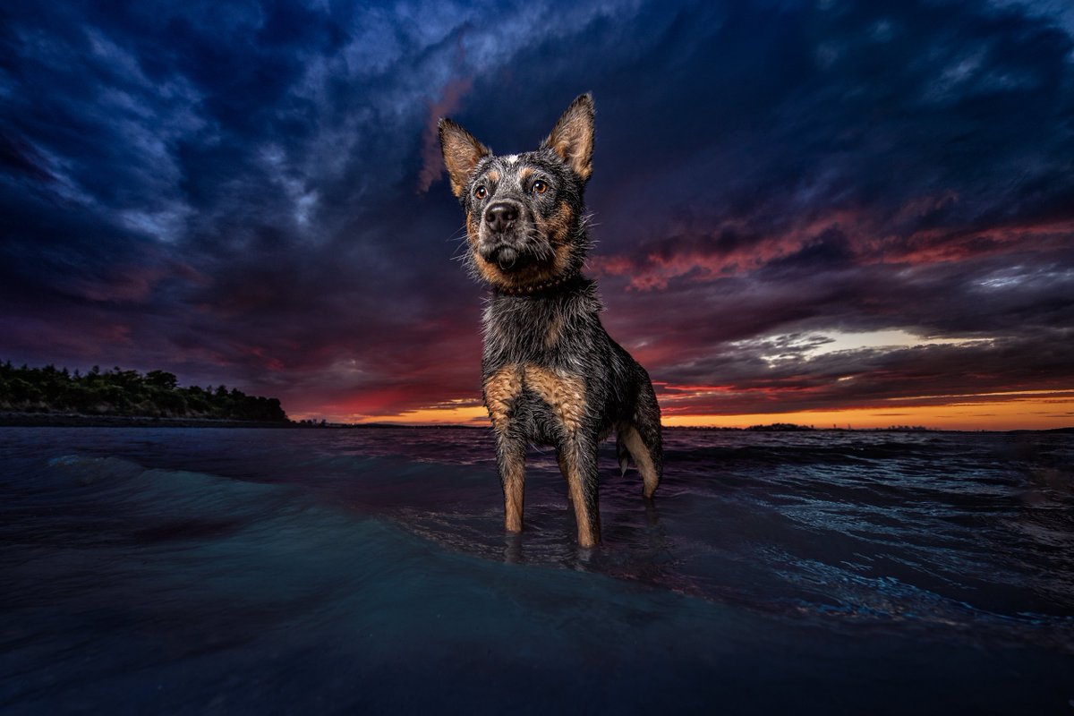 Dan_nelson12's tweet photo. I was thinking of getting a German Shepherd once, but I didn’t want to learn another language just to have a dog. @Dan_nelson12 

#dogsarethebest #dogslife #dogs #dogslover #dogsarefamily #dogsoflinkedin #joypetproducts https://t.co/0OlGKSjckc