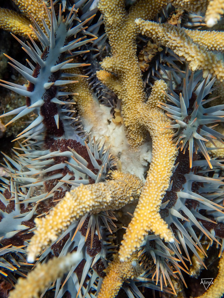 Heron Island Research Station (@hirs_uq) on Twitter photo Ever wanted to see a Crown of Thorns starfish eating coral?
Over the last couple of weeks there have been two COTs hanging around and putting on a show.
📷<a href="/CaitlinAlinya/">Dr Caitlin Alinya Lawson</a> Ever wanted to see a Crown of Thorns starfish eating coral?
Over the last couple of weeks there have been two COTs hanging around and putting on a show.
📷<a href="/CaitlinAlinya/">Dr Caitlin Alinya Lawson</a>