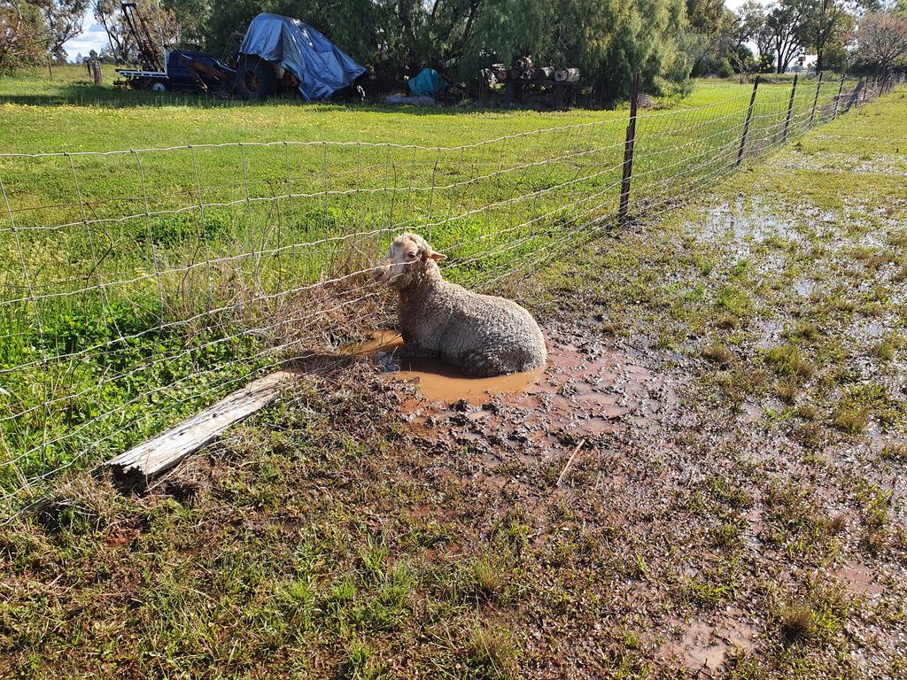 sheepGeekCP's tweet photo. Why!🤷‍♂️ https://t.co/hjLkLiIXkr