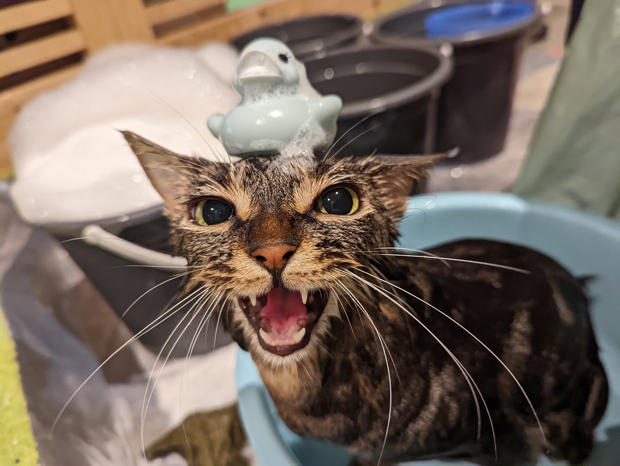 猫カフェにあにゃあ大阪梅田 Nekoalle Twitter