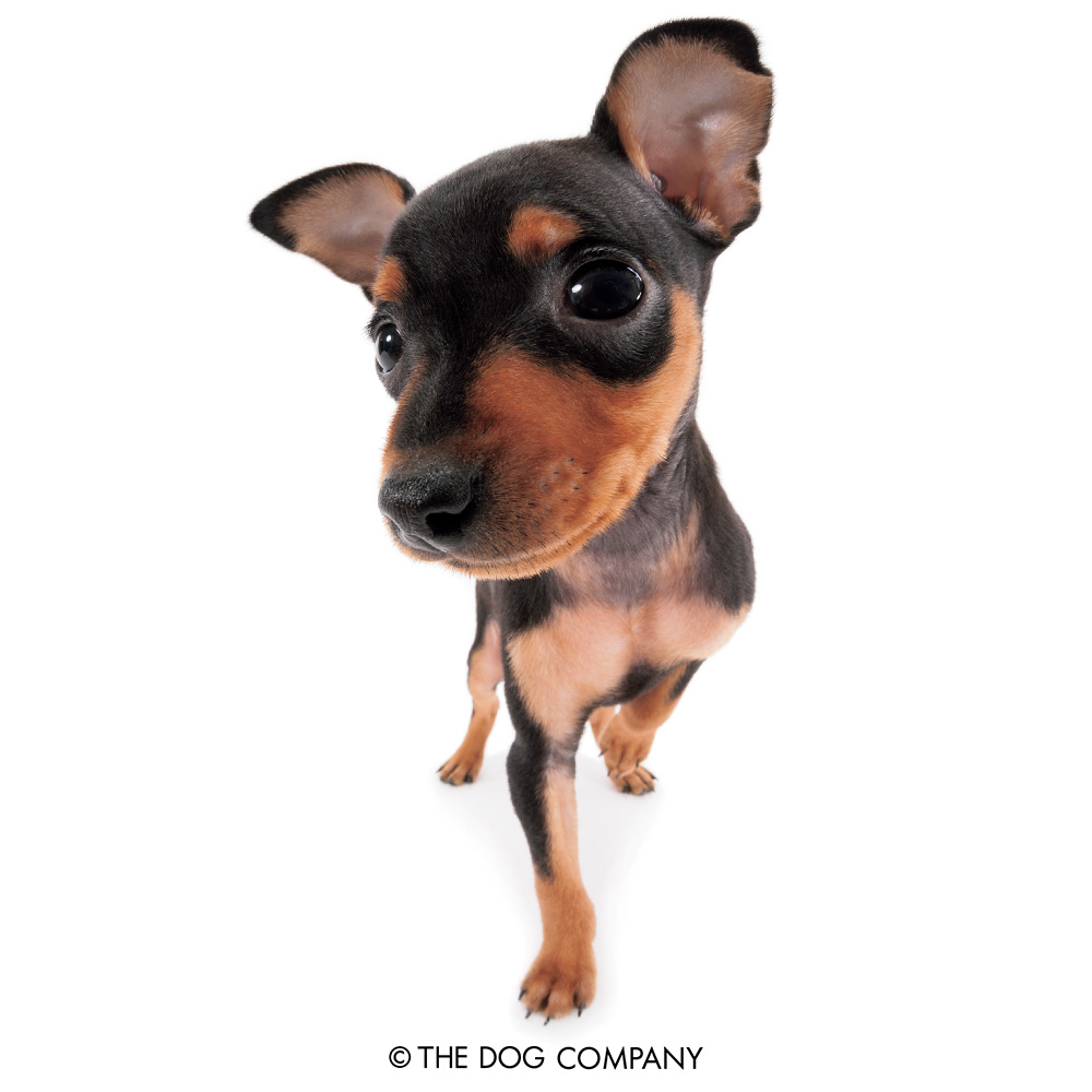 thedog_en's tweet photo. Weather's finally cooling down!
#miniaturepinscher #minpin #minipinscher #minipinlove #minpinstagram #dog #dogstagram #dogsofinstagram #puppy #pet #instadog #doglover #thedog #thedogandfriends https://t.co/cNX88U6Po4